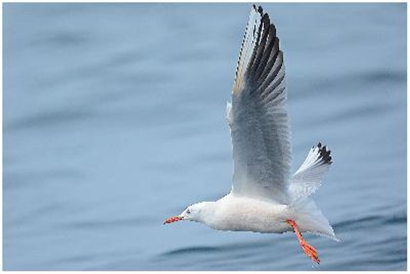 Slender billed Gull