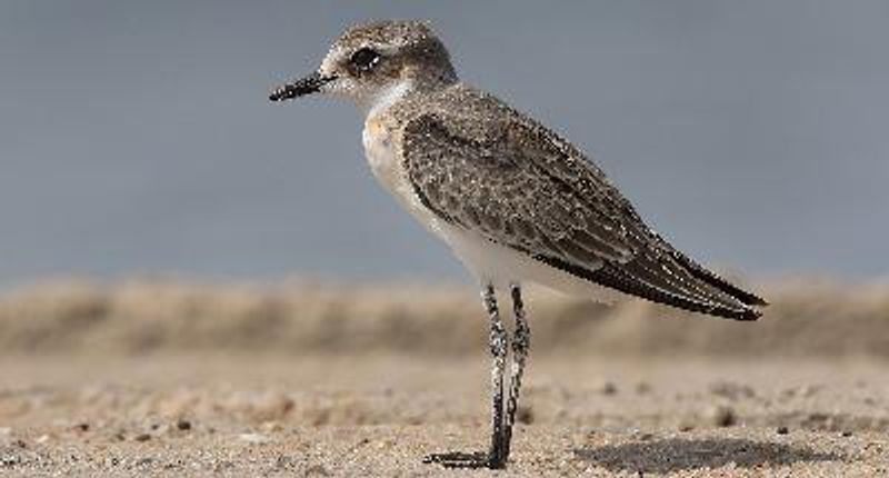 Greater Sand Plover