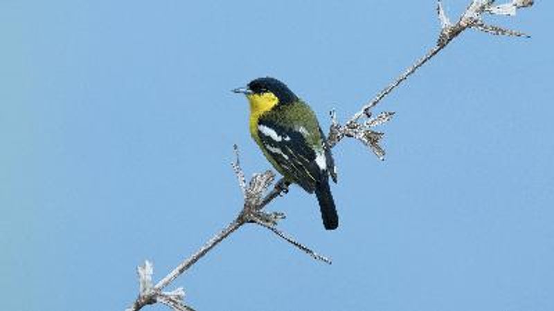 Common Iora