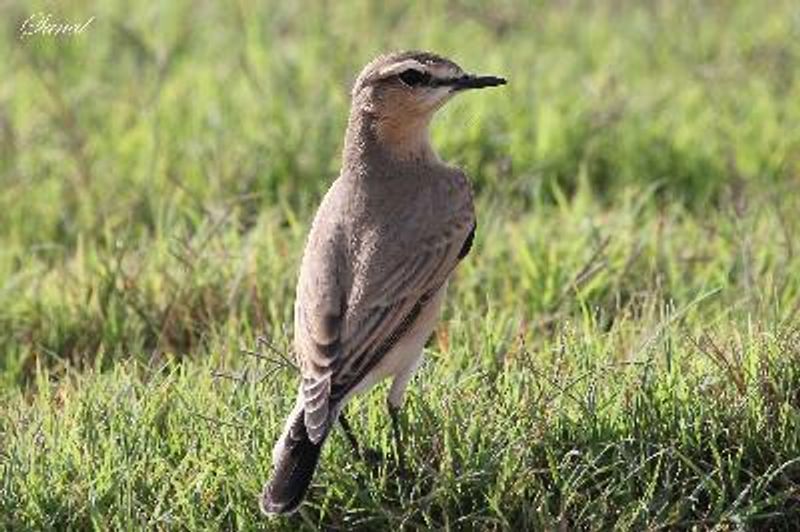 Isabelline Wheatear