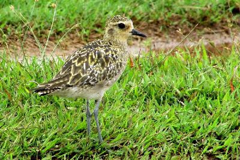 Pacific Golden Plover