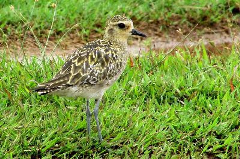 Pacific Golden Plover