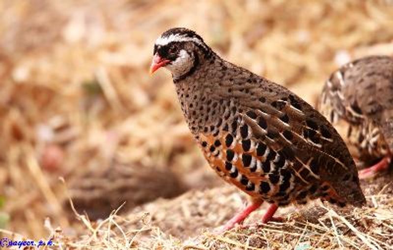 Painted Bush Quail