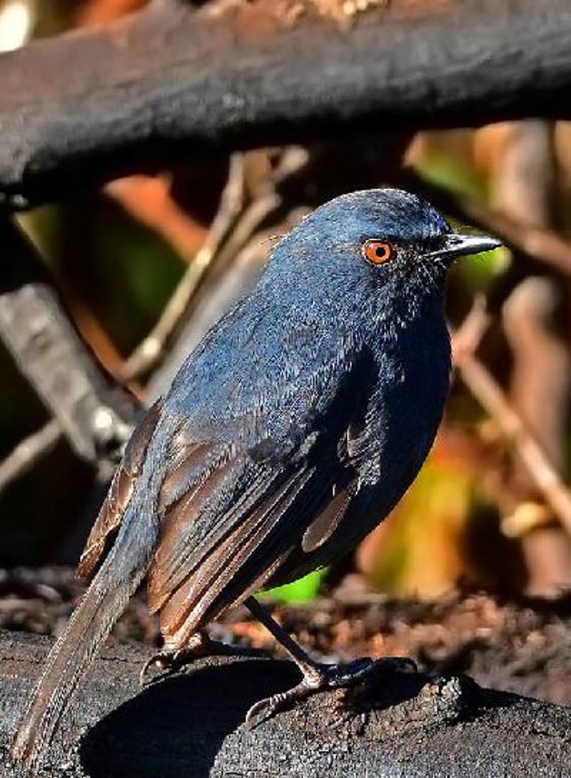 White bellied Shortwing