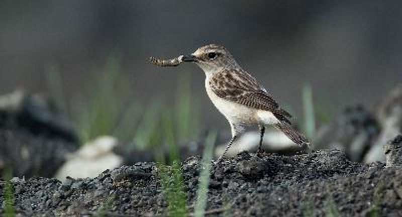 Siberian Stonechat