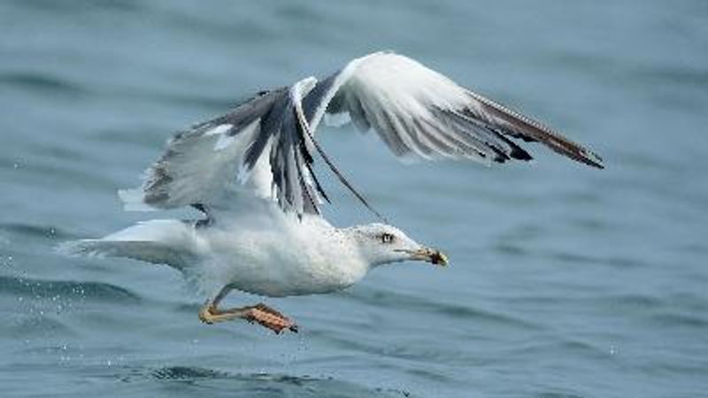 Steppe Gull