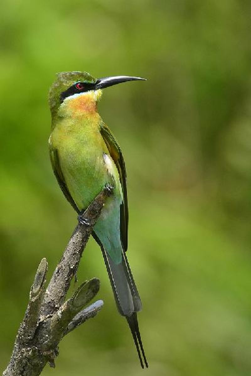 Blue tailed Bee eater