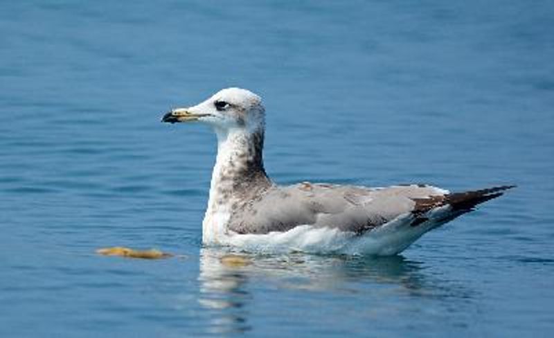 Pallas's Gull