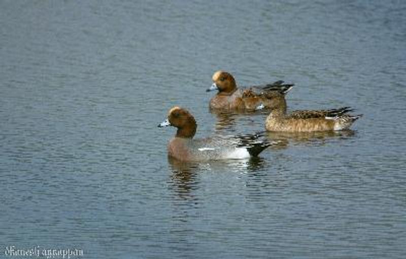 Eurasian Wigeon