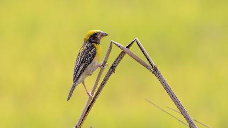 Baya Weaver