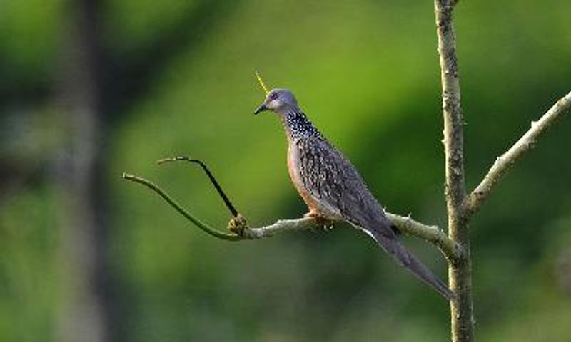 Spotted Dove