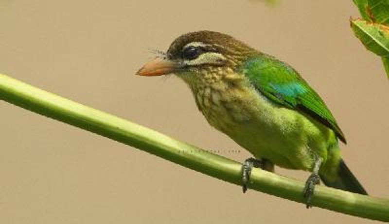 White cheeked Barbet