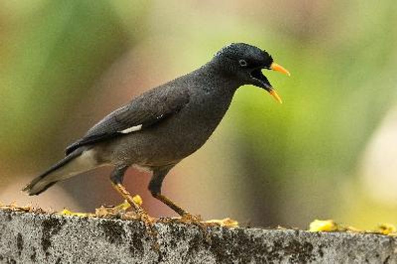 Jungle Myna