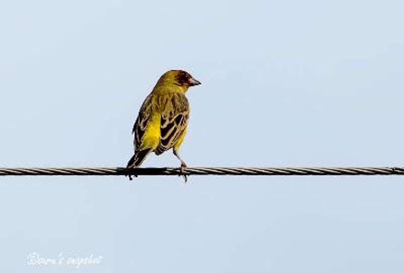 Black headed Bunting