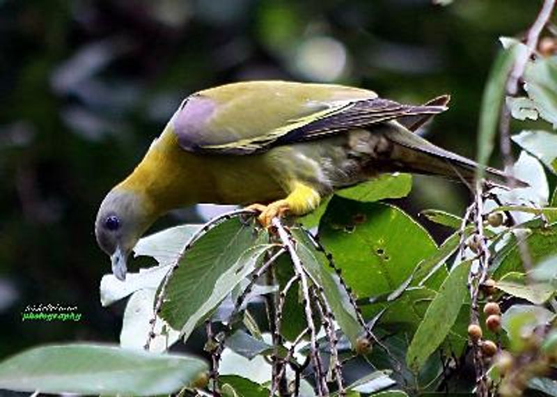 Yellow footed Green Pigeon