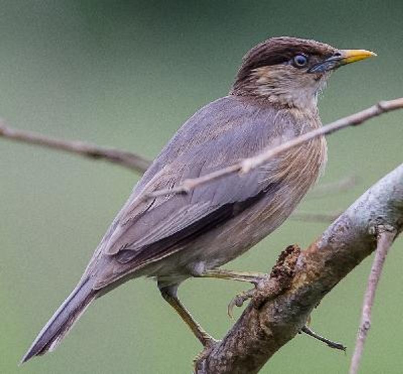 Brahminy Starling