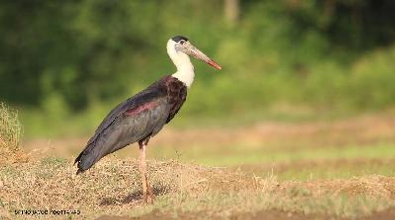 Woolly necked Stork