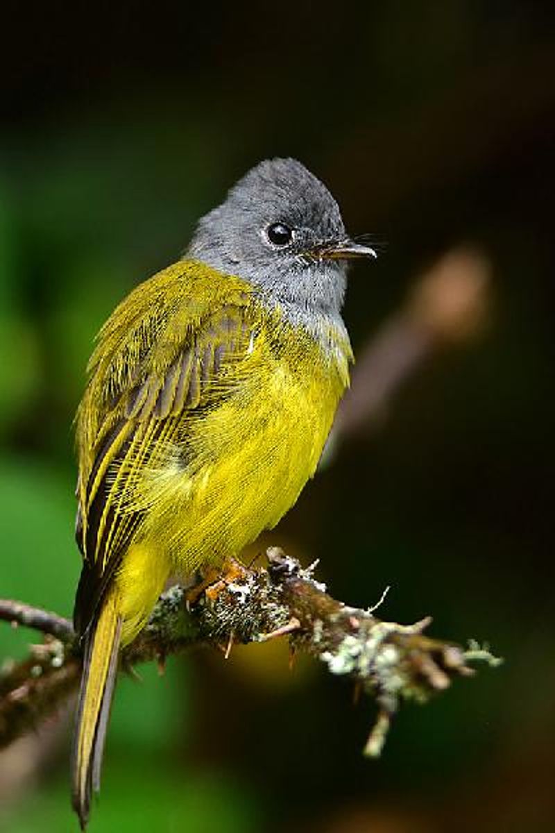 Grey headed Canary flycatcher