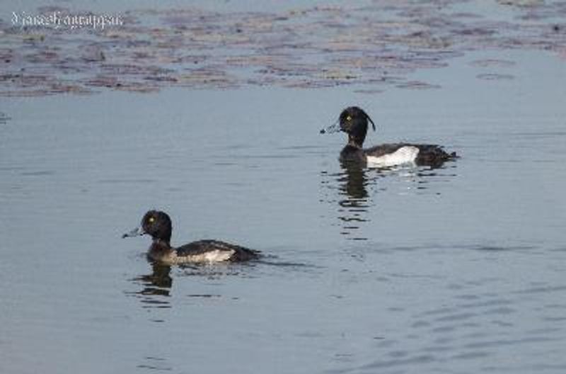 Tufted Duck