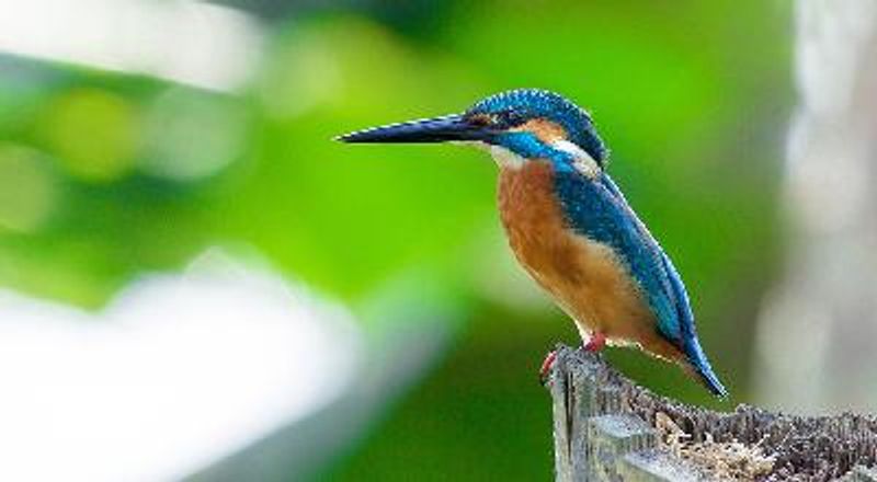 Common Kingfisher