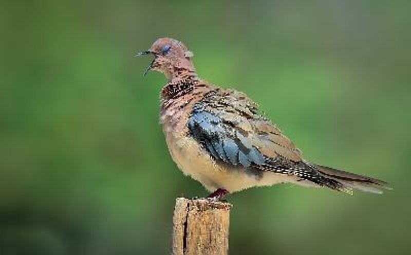 Laughing Dove