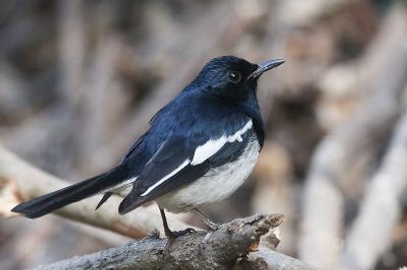 Oriental Magpie Robin