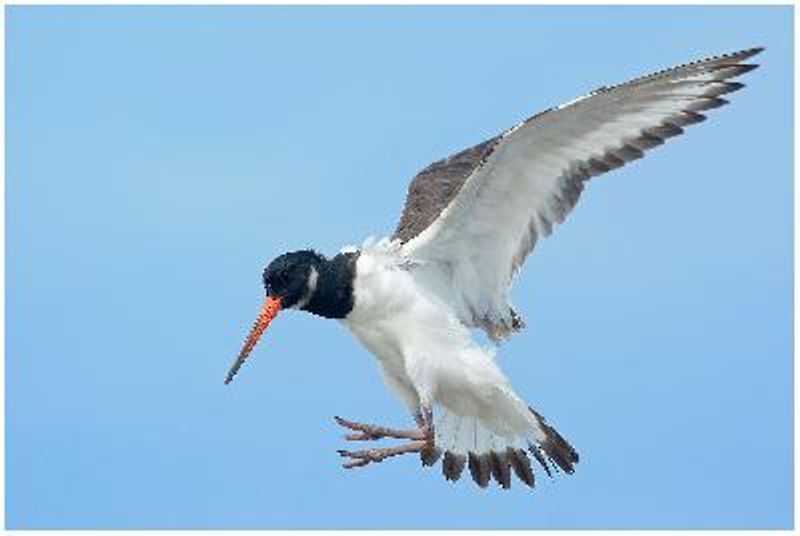 Eurasian Oystercatcher