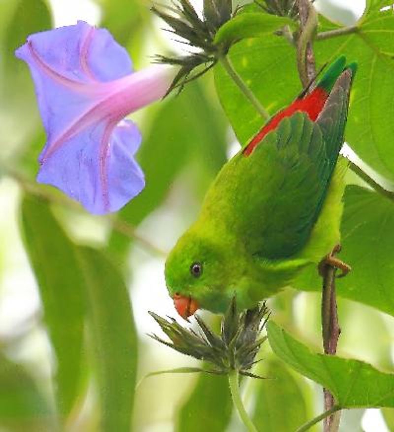 Vernal Hanging Parrot