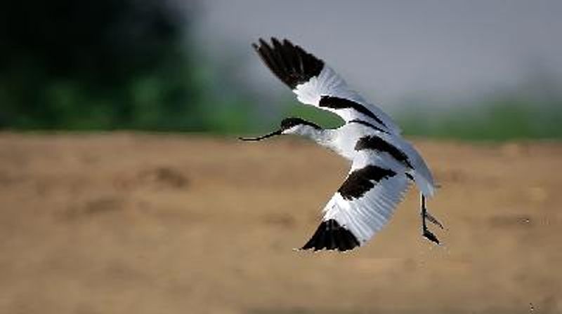 Pied Avocet