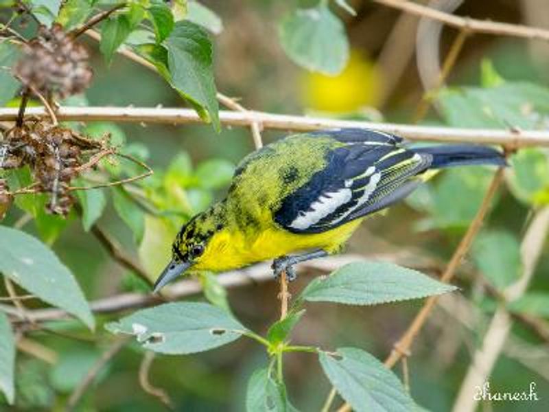 Common Iora