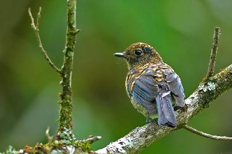 Nilgiri Flycatcher