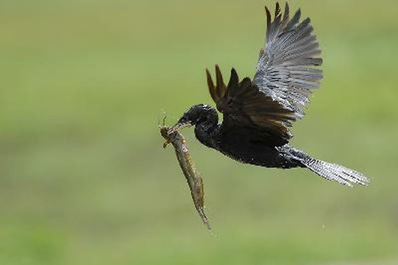Little Cormorant