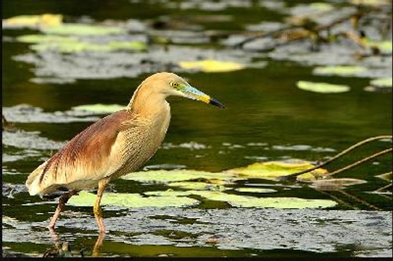 Indian Pond Heron