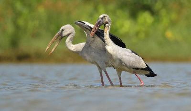 Asian Openbill