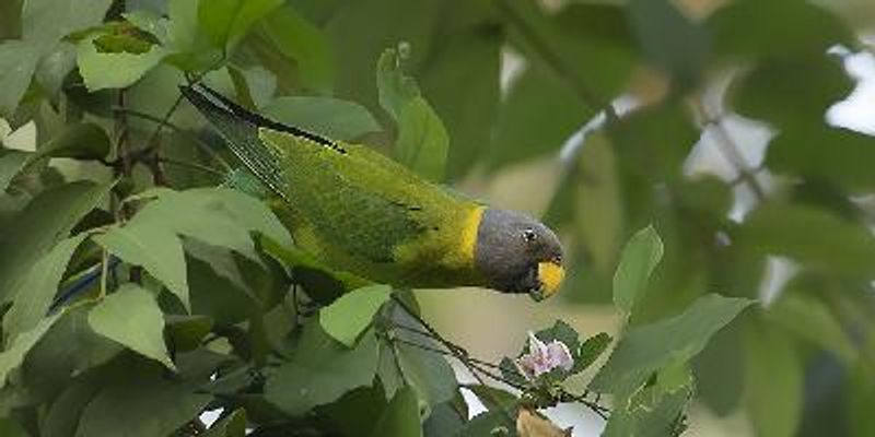 Plum headed Parakeet