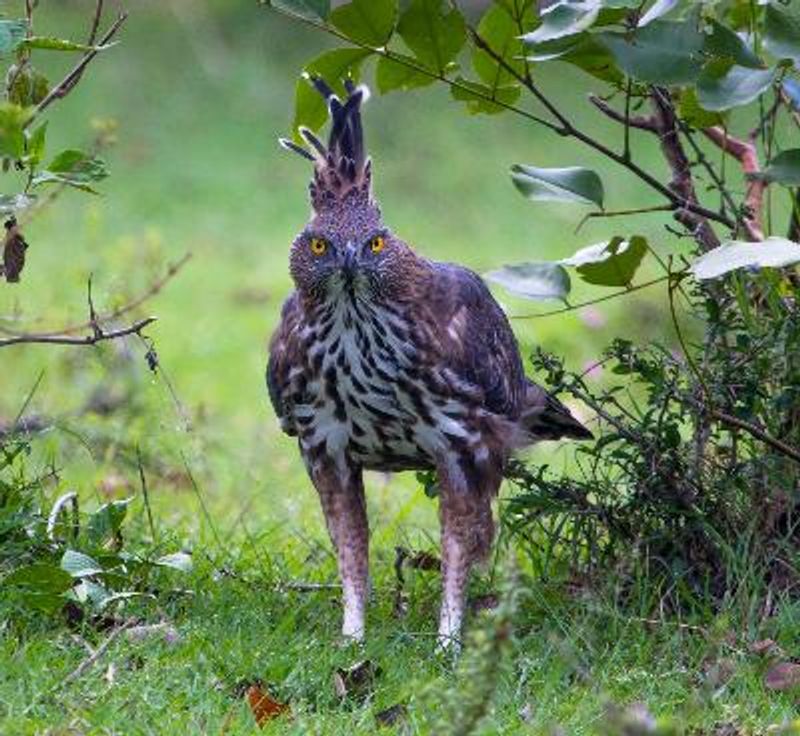 Crested Hawk Eagle