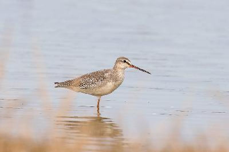 Spotted Redshank