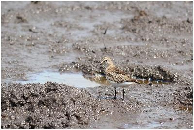 Temminck's Stint