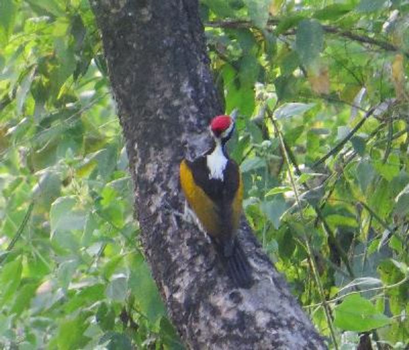 White naped Woodpecker