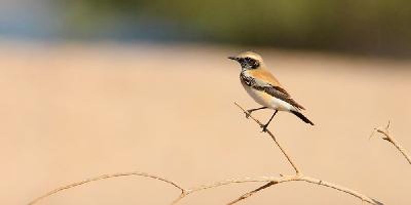 Desert Wheatear