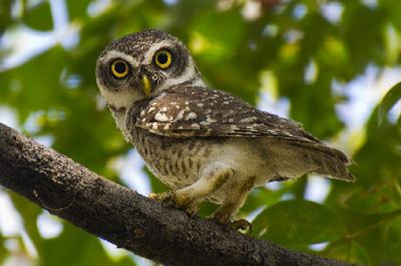 Spotted Owlet