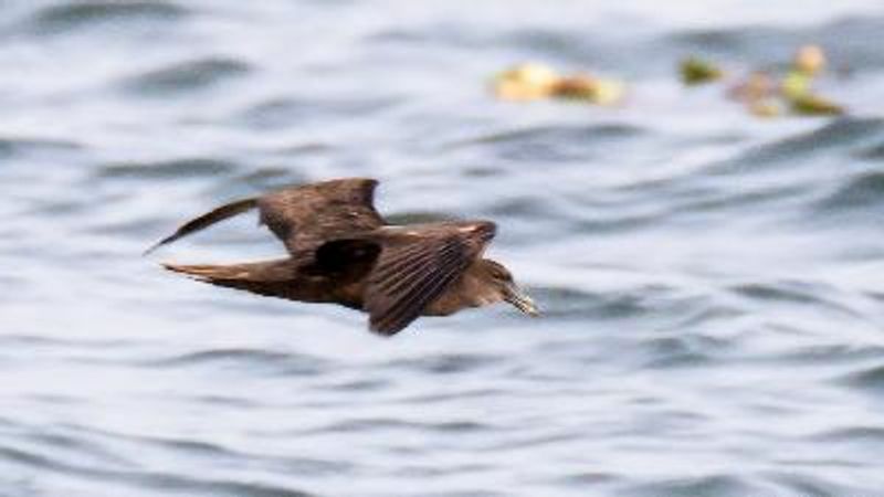 Jouanin's Petrel