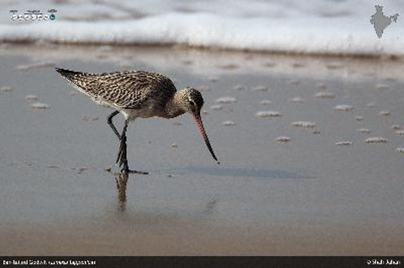 Bar tailed Godwit