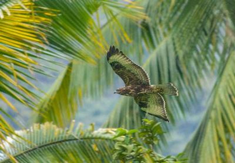 Common Buzzard