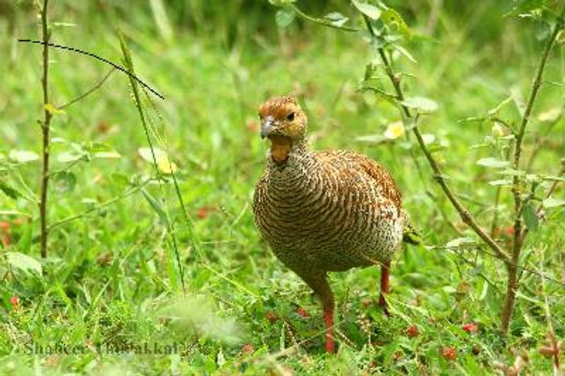 Grey Francolin