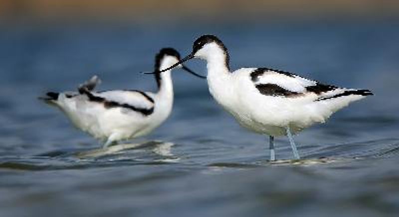 Pied Avocet