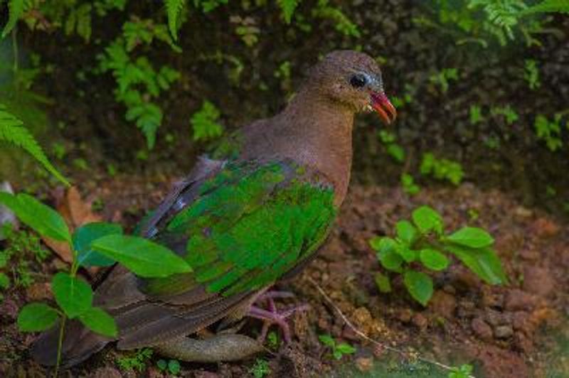 Emerald Dove