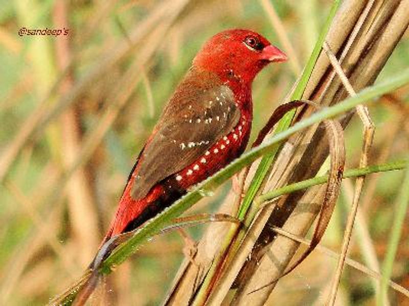 Red Avadavat