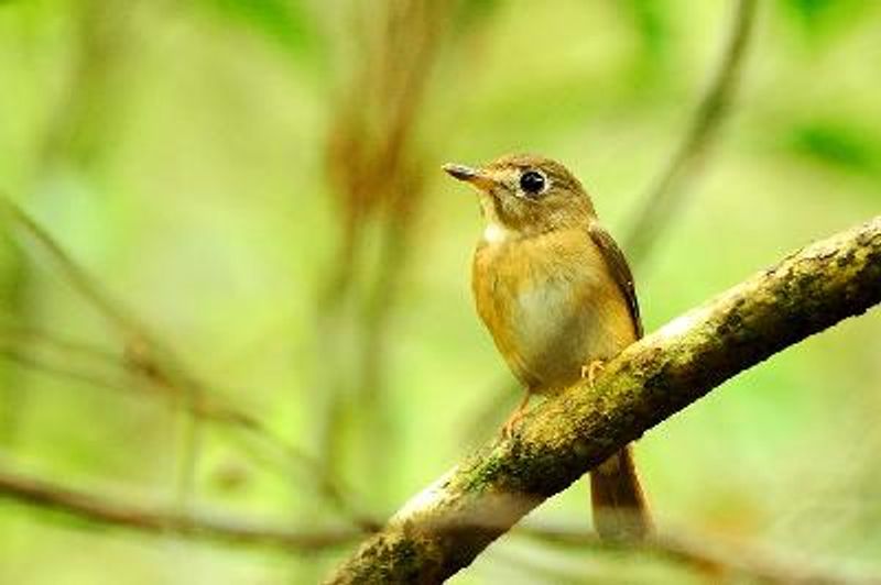 Brown breasted Flycatcher