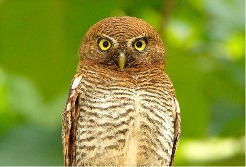 Jungle Owlet